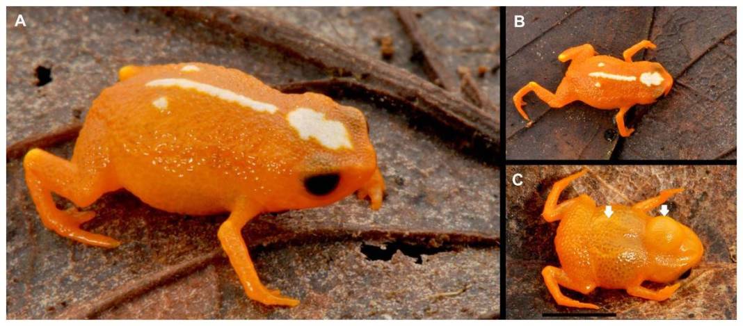Dünyanın en küçük kurbağası ilan edildi: Görenler şaştı kaldı! Kuyruğu yok ama omurgası var 8
